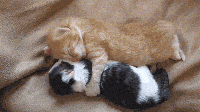 Почему кошки обожают спать рядом со своими хозяевами?