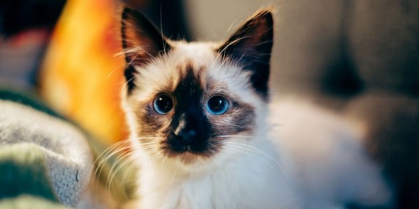 Сколько живут кошки и как продлить жизнь своего питомца