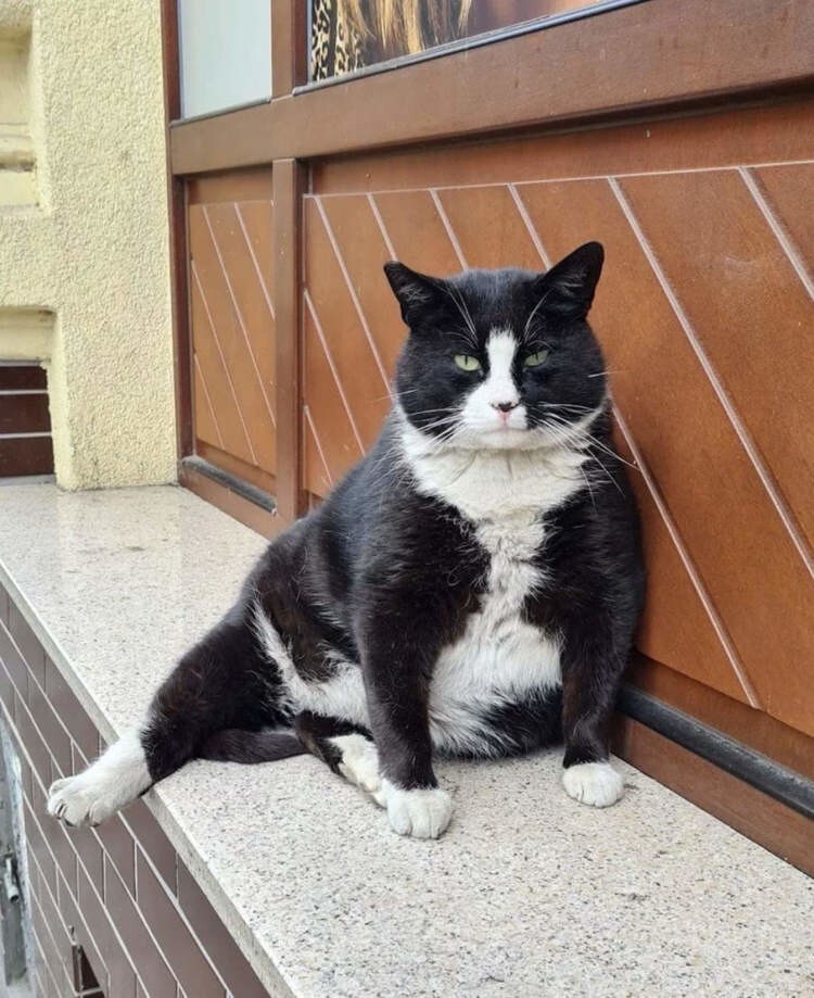 
Уличный кот из Польши стал местной "достопримечательностью"    