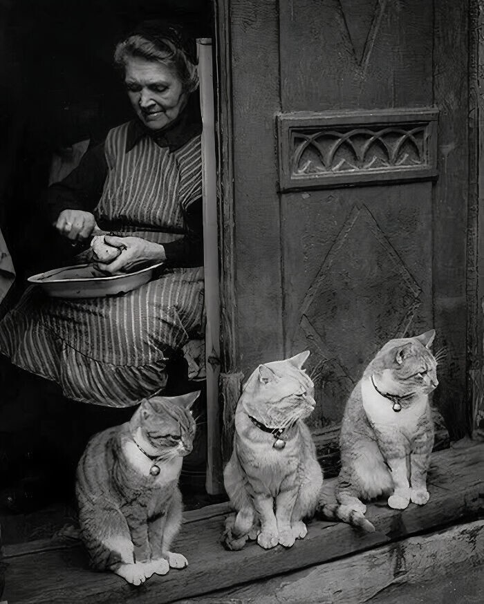 
Кошек любили всегда: 30 ретро-фото с котейками    