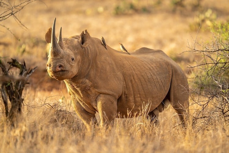 
15 самых редких животных в мире, находящихся на грани вымирания    