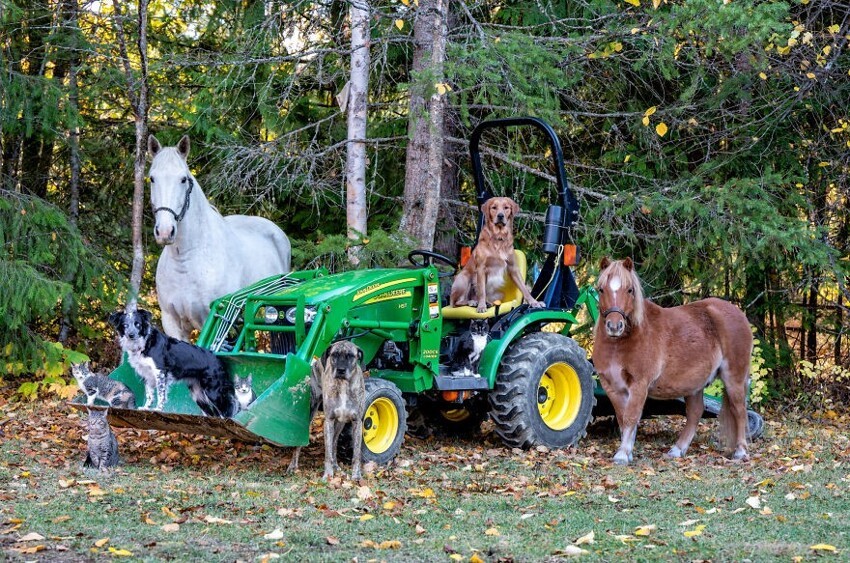 
Канадка делает милейшие фотосессии с фермерскими животными    