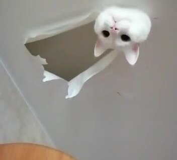 
Кот решил проверить качество натяжного потолка в доме хозяина    