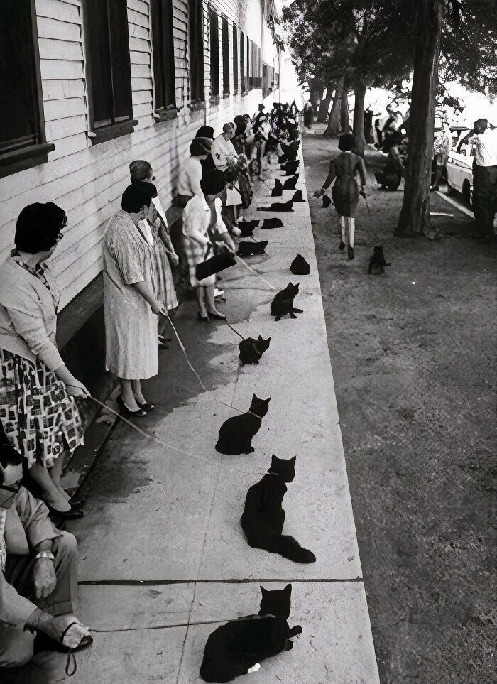 
Кошек любили всегда: 30 ретро-фото с котейками    