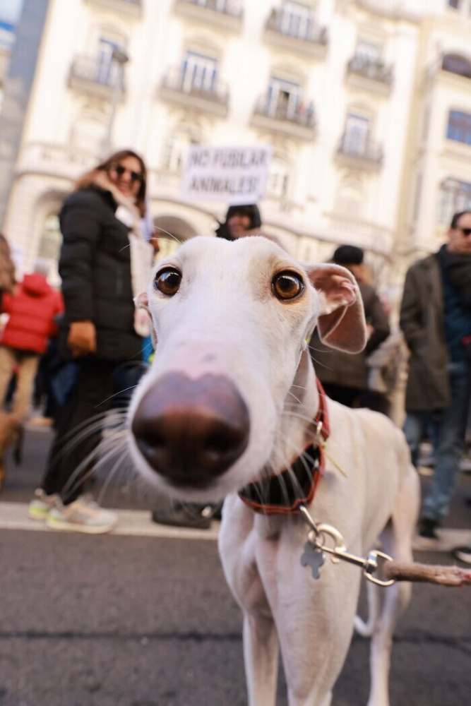 
По Мадриду прошлись тысячи людей, требуя защитить собак от жестокого обращения    