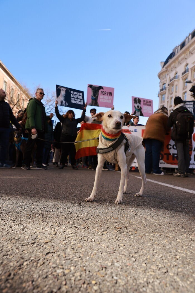 
По Мадриду прошлись тысячи людей, требуя защитить собак от жестокого обращения    