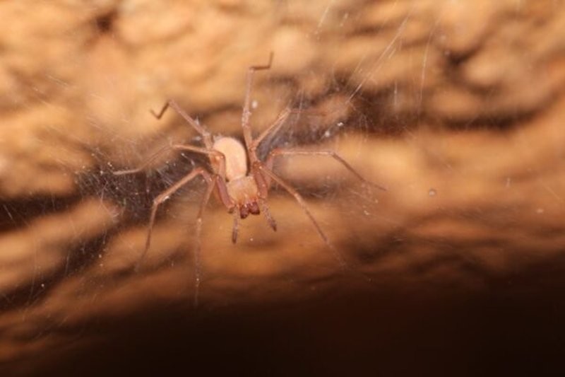 
Почему в пещерах Израиля живут слепые пауки    