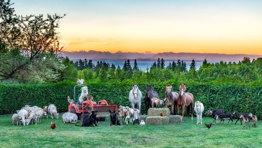 
Канадка делает милейшие фотосессии с фермерскими животными    
