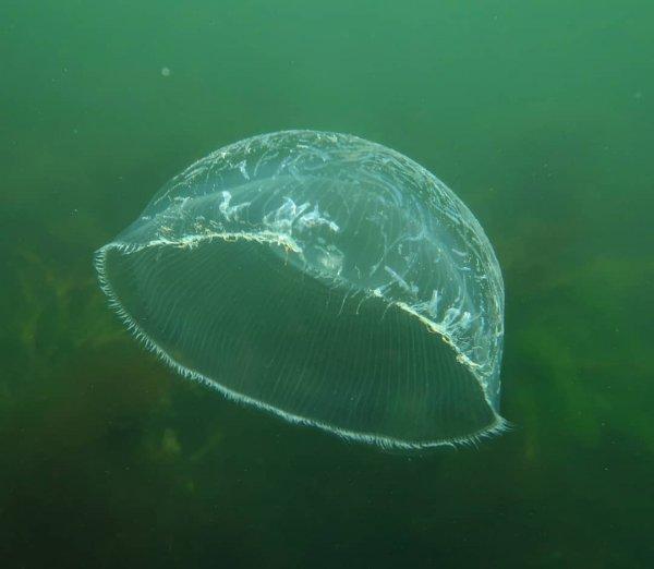 Невероятные разновидности медуз, которые выглядят как нечто странное и инопланетное