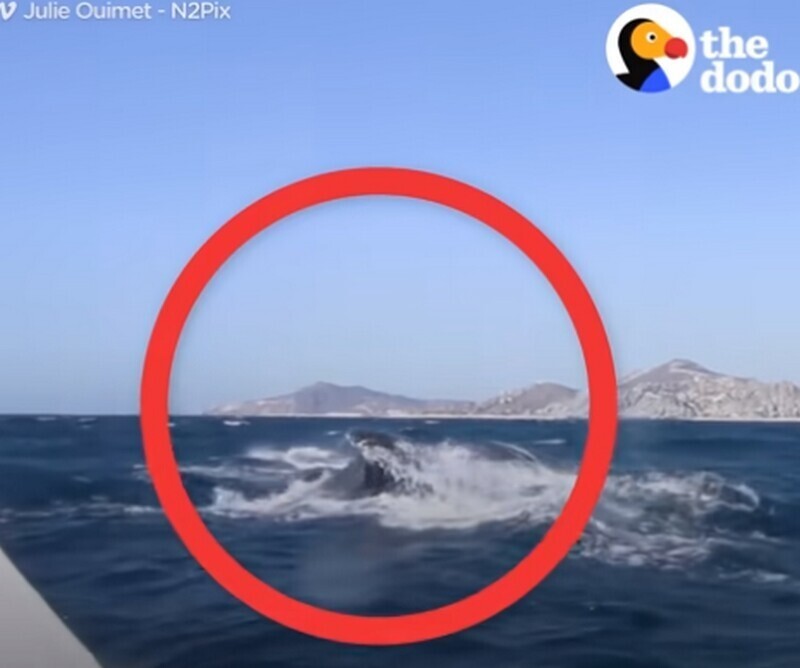 
Люди спасли кита, который запутался в сети    