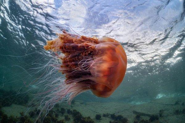 Невероятные разновидности медуз, которые выглядят как нечто странное и инопланетное