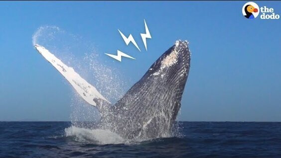 
Люди спасли кита, который запутался в сети    