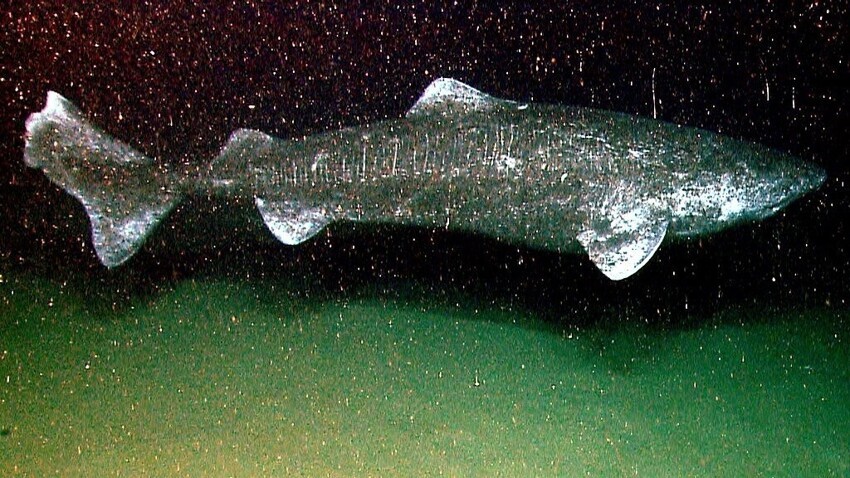 
Эта акула может прожить до 500 лет    