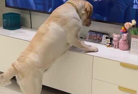 
Пёс пытается добраться до еды в телевизоре     