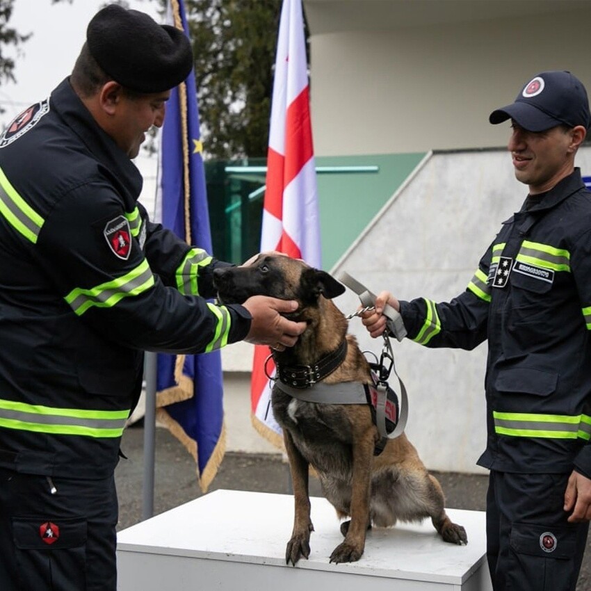 
Грузинскому псу вручили медаль за спасение людей из-под завалов в Турции    