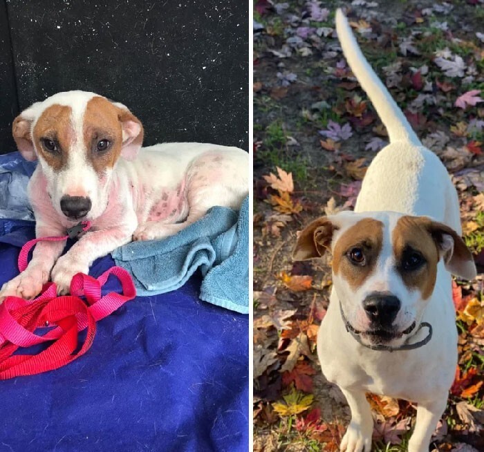 
До и после: 30 трогательных фото спасённых собак    