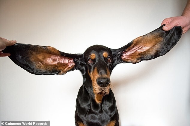 
9 забавных и необычных рекордов, которые побили собаки    