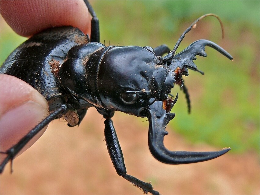
Жук-мантикора: Боевое чудовище мира насекомых. Огромная скорость, размеры и броня позволяют ему кромсать даже скорпионов    