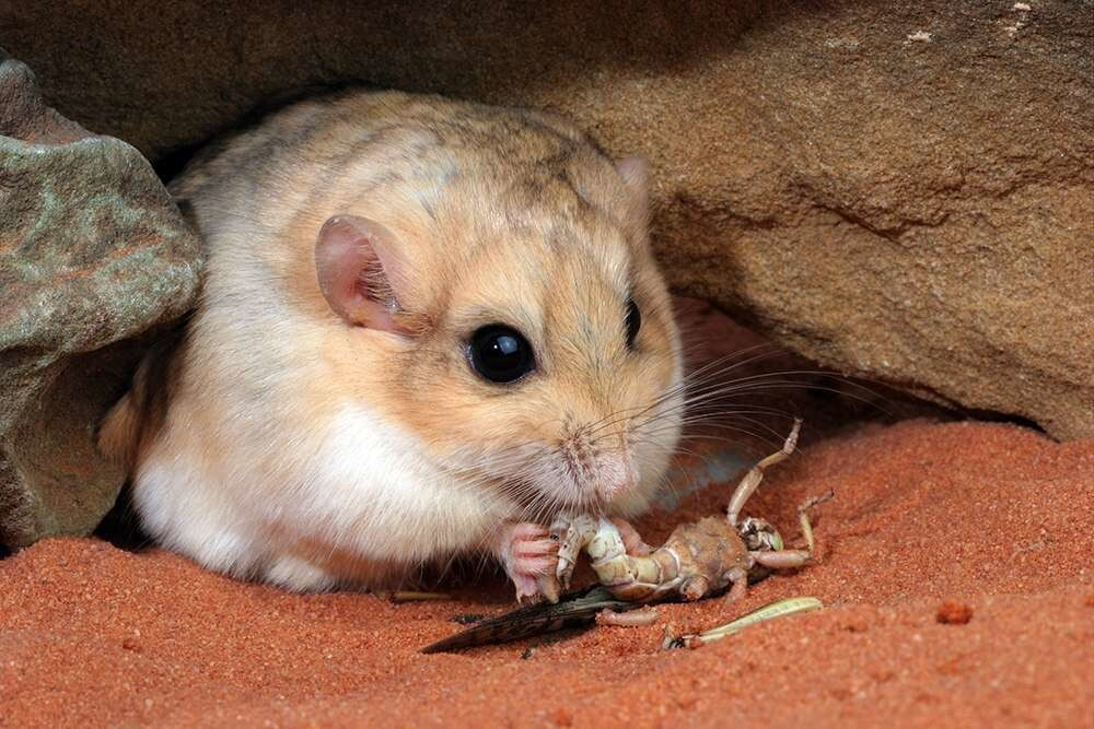 
Жирнохвостая песчанка: Интересная альтернатива хомякам и мышкам дома. Только вместо хвоста у них — толстая розовая колбаса    