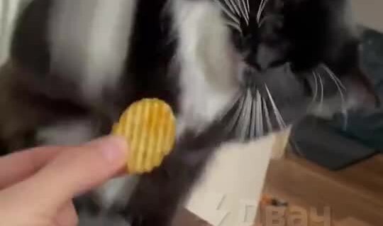 
Коту не понравился вкус чипсов    