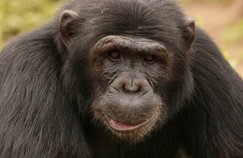 
Разум — не награда: почему обезьяны не эволюционируют больше в человека    