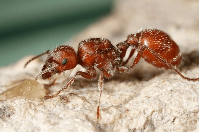
10 самых страшных насекомых Австралии, которых стоит обходить стороной    