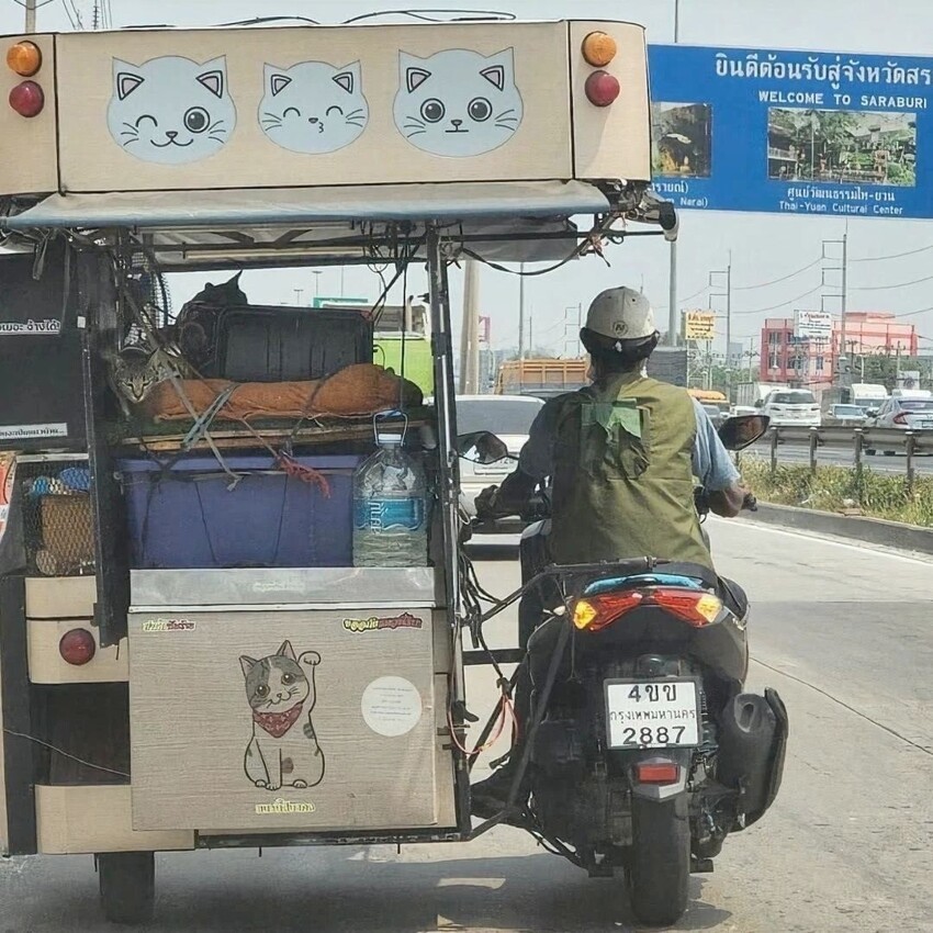 
Мужчина путешествует с 11 котами на мотоцикле    
