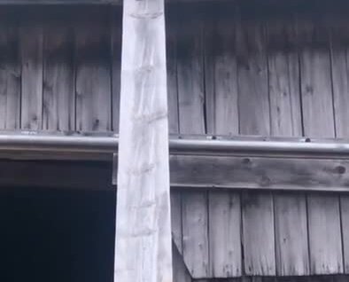 
Мужчина спас кошку с крыши здания    