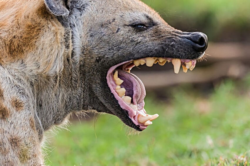 
Стальные челюсти: 10 животных с мощнейшими укусами    