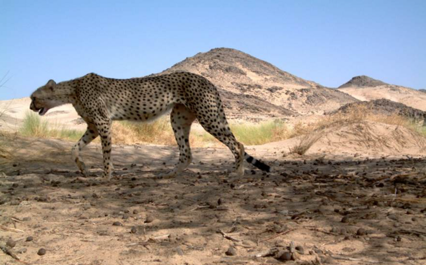 
Северо-западный африканский гепард: Тощий призрак пустыни. Этот подвид живёт в Сахаре и очень сильно отличается от остальных гепардов    