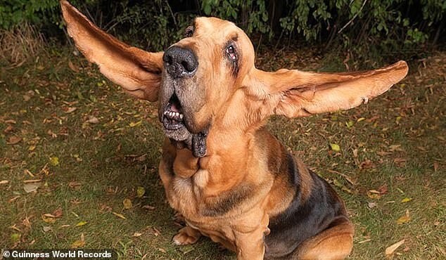 
9 забавных и необычных рекордов, которые побили собаки    