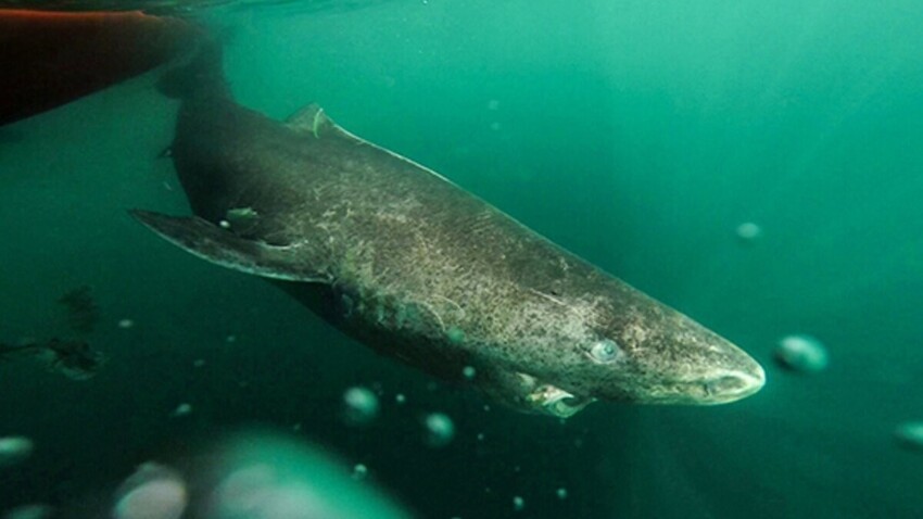 
Эта акула может прожить до 500 лет    