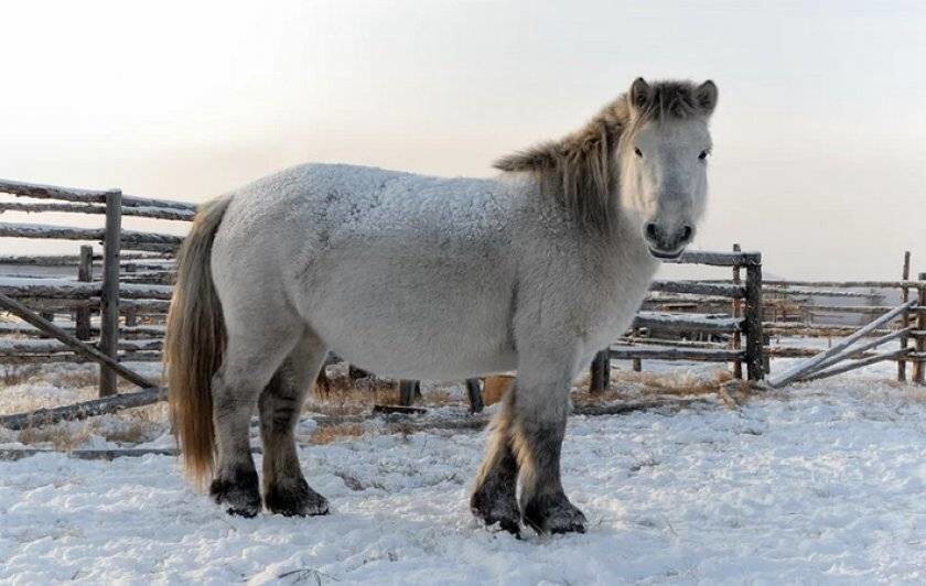 
Как умудряются выживать в дикой природе якутские лошадки    