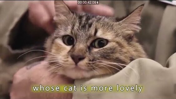 
Животнотерапия: заключённым разрешили брать к себе котов    