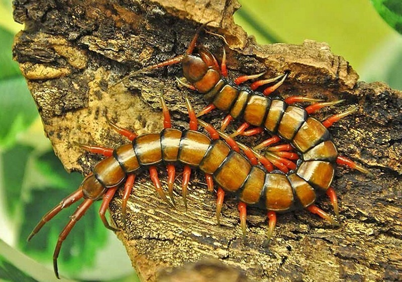 
10 самых страшных насекомых Австралии, которых стоит обходить стороной    