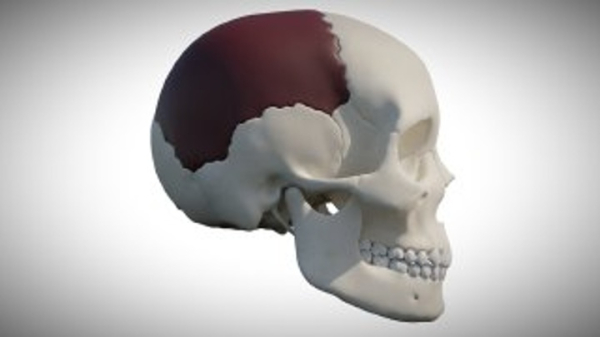 Гребень из человеческого черепа найден в Великобритании