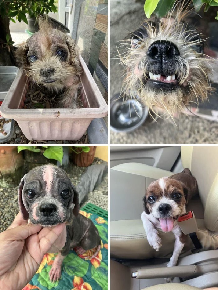
До и после: 30 трогательных фото спасённых собак    