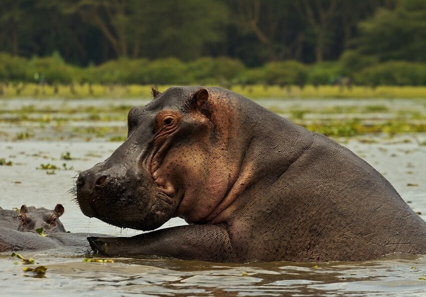 
Наглядное объяснение, почему бегемоты — самые опасные травоядные в Африке    