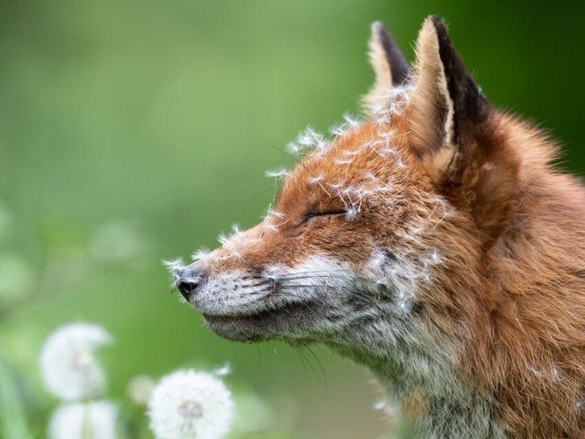 
Победители британского конкурса фотографий дикой природы British Wildlife Photography Awards 2023    