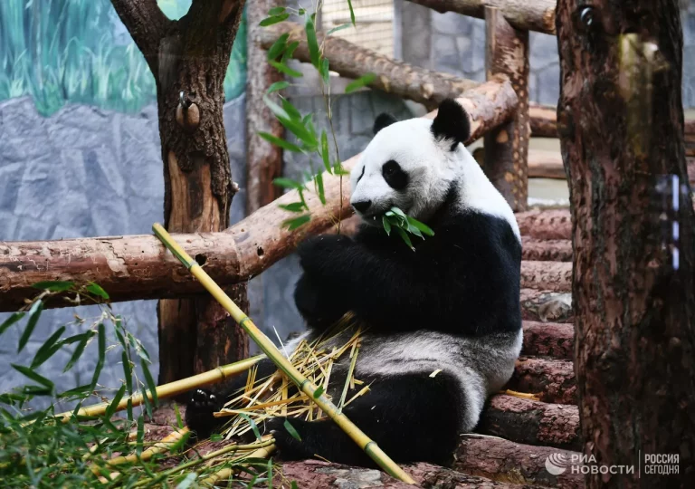 
В гости к панде: день бамбуковых мишек в Московском зоопарке    