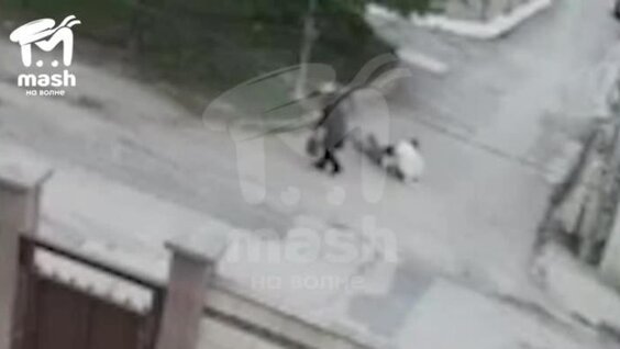 
Нападение алабая на крымчанку попало на видео    
