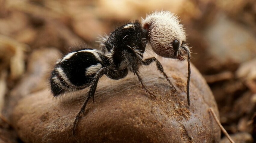 
Кто это? Гибрид панды и муравья?    