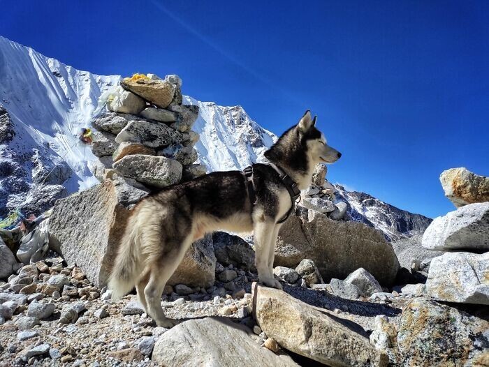 
Блогер отправился в горы с собаками - и показал удивительные фото из похода    