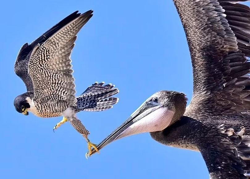 
Фотограф заснял эпичное нападение сокола на пеликана    