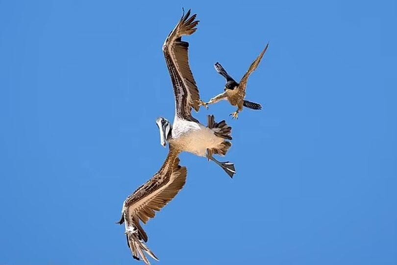 
Фотограф заснял эпичное нападение сокола на пеликана    