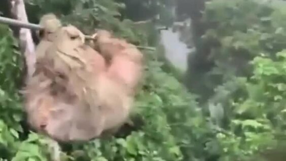 
«Ты не пройдешь!»: ленивец перегородил путь во время зиплайна    