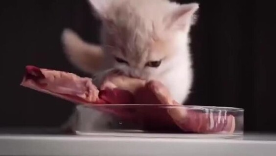 
Забавная реакция котёнка на кусок мяса    