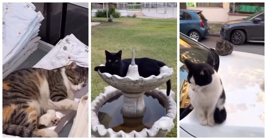 
Кошки - главные хозяева Стамбула    
