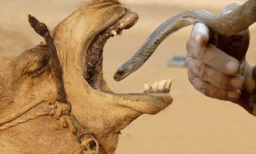 
Зачем верблюда кормят змеями    