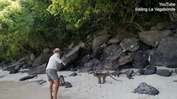 
Турист подрался с обезьянами в Таиланде, защищая сына    